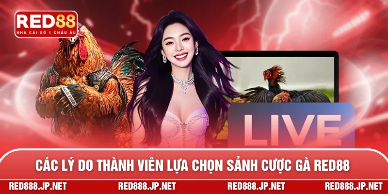 Các lý do thành viên lựa chọn sảnh cược gà RED88